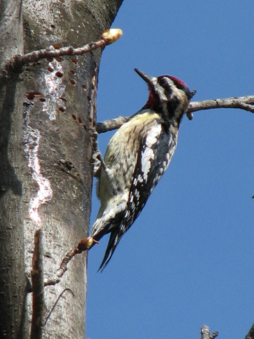 yellow-bellied sapsucker, male yellow-bellied sapsucker, male