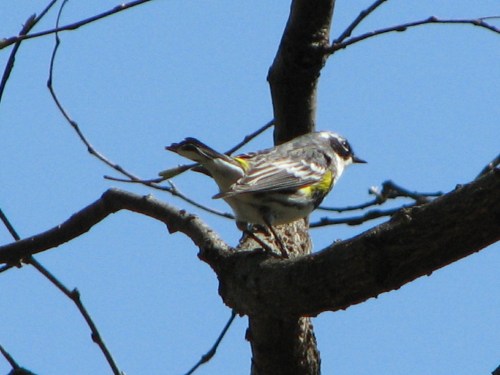 yellow-rumped warbler, male, 4/09 yellow-rumped warbler, male, 4/09
