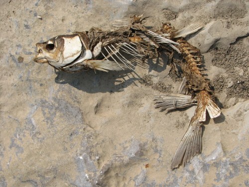carp skeleton carp skeleton