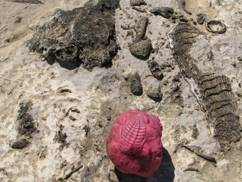 faux fossil with real fossil faux fossil with real fossil