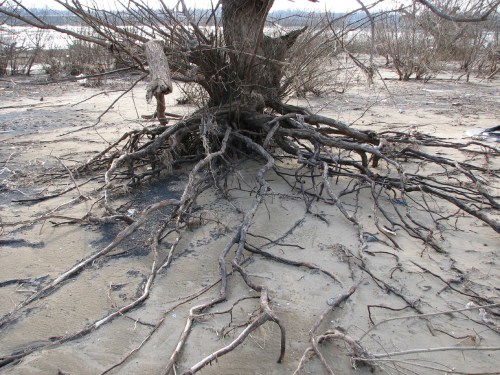 black willow roots, 4/09 black willow roots, 4/09