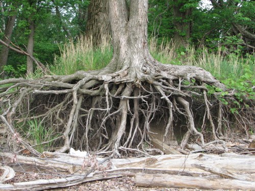 tree roots, 4/09 tree roots, 4/09