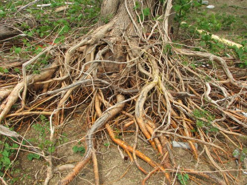 cottenwood roots, 5/09 cottenwood roots, 5/09