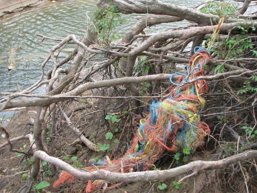 roots and frayed barge rope, 5/09 roots and frayed barge rope, 5/09