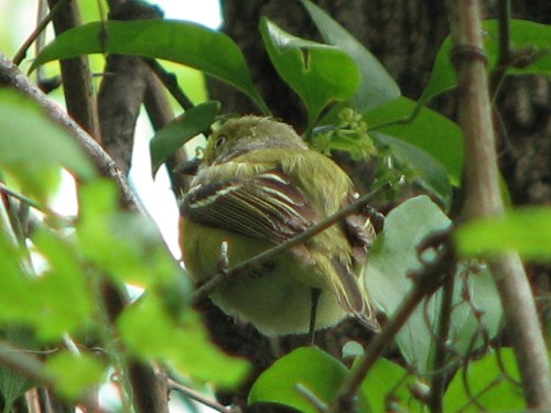 White-eyed Vireo, 5/09