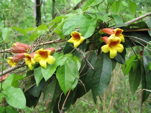 yellow trumpet creeper vine, 5/09