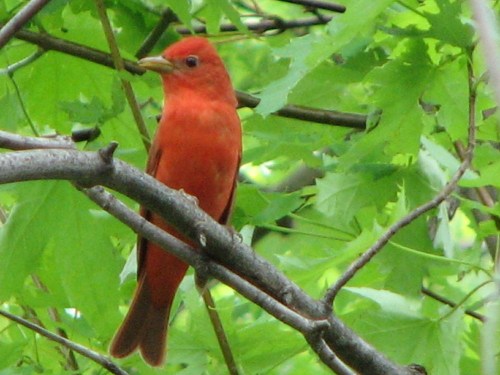 Summer Tanager, male, 5/09