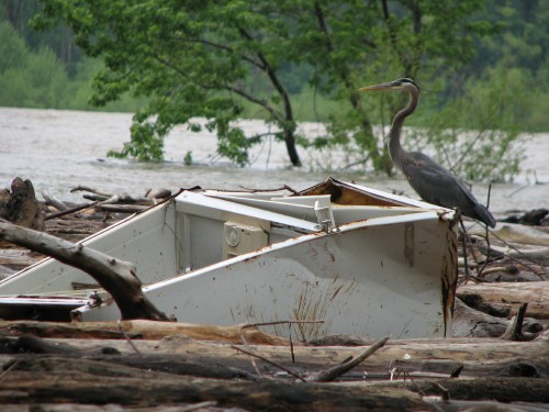 heron and fridge, 5/09