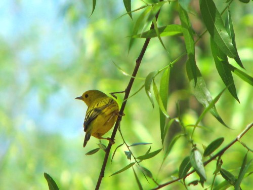 Yellow Warbler, 5/09