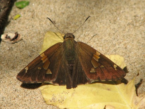 Silver-spotted Skipper, 5/09