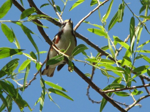 Chestnut-sided Warbler, 5/09