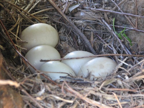 mallard eggs, 5/09