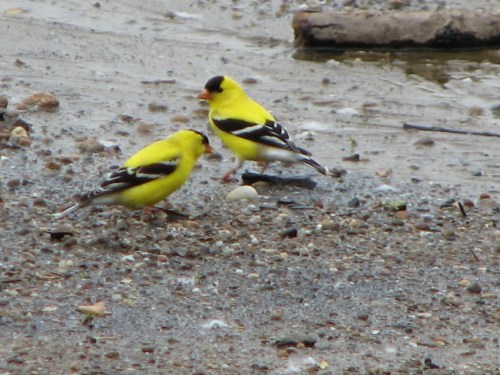 male, American Goldfinches, 5/09