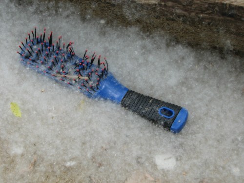 hair brush and willow fluff, 5/09