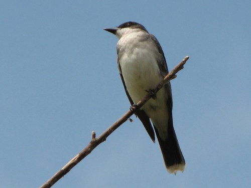 Eastern Kingbird, 5/09
