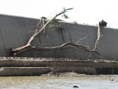 tree on wier dam, 5/09