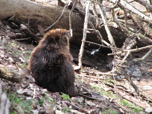 Beaver, Spring 2008
