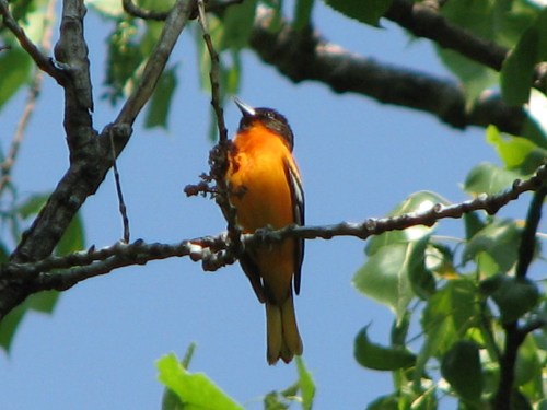 male Northern Oriole singing, 5/08