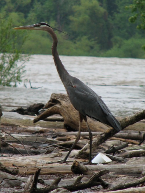 Great Blue Heron, 5/09
