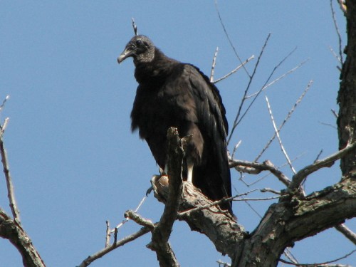 Black Vulture, 6/09