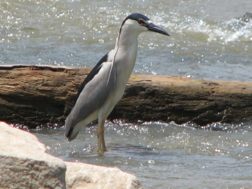 Black-crowned Night Heron, 6/09