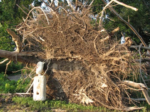 Mr. H.G.H. and roots, 6/09