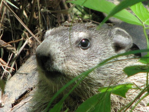 Groundhog Head