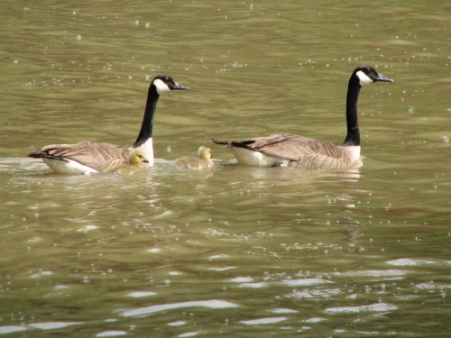Canada Geese with young
