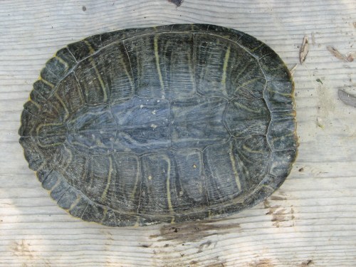 Red-eared Turtle, dorsal view, 6/08 Red-eared Turtle, dorsal view, 6/08
