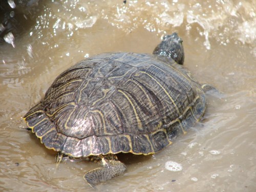 Red-eared Turtle, 6/08 Red-eared Turtle, 6/08