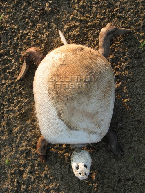 Russel Athletic Turtle, 6/08 Russel Athletic Turtle, 6/08
