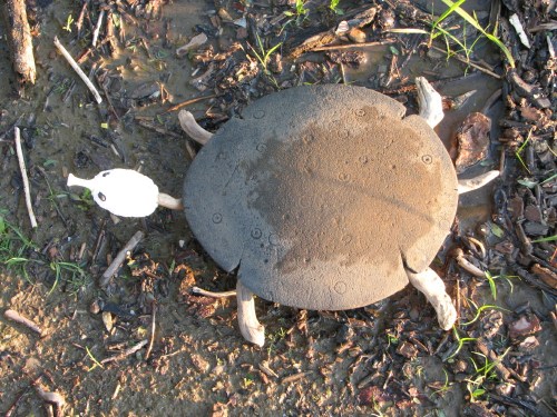 Black Softshell Turtle, 6/08 Black Softshell Turtle, 6/08