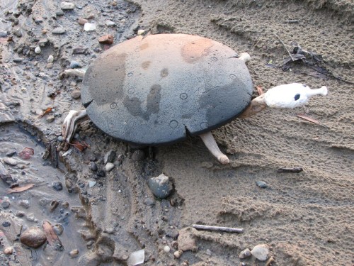 Black Softshell Turtle, 6/08 Black Softshell Turtle, 6/08