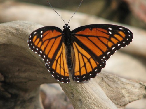 Viceroy butterfly, 7/09