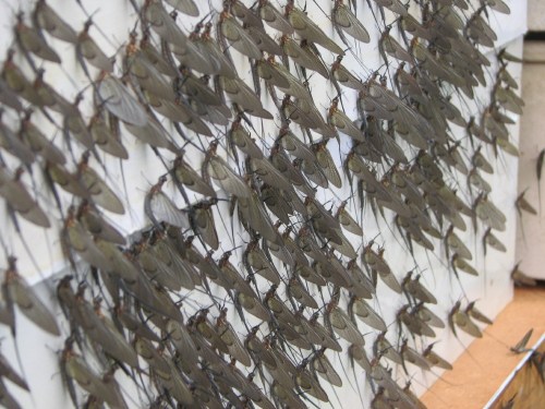 Mayflies, 7/09