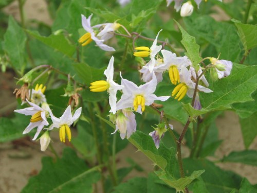 Horse nettle flowering, 7/09