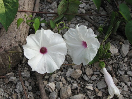 Morning Glories, 7/09