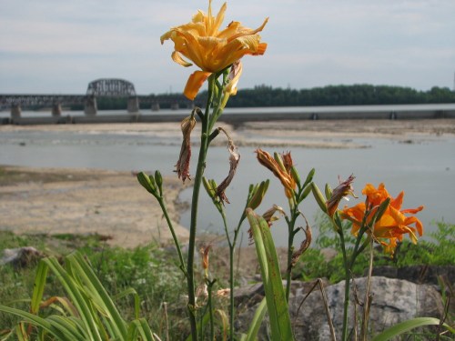 daylilies at the Falls, 7/09