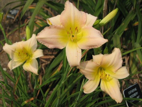 pink and yellow, daylilies, 7/09