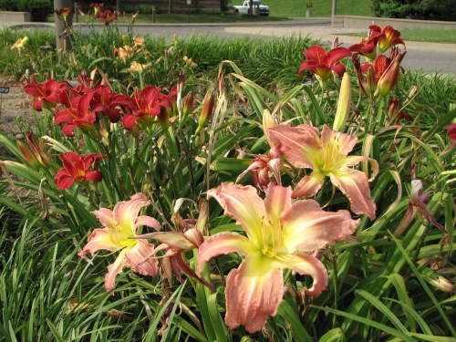 Day lilies, 7/09