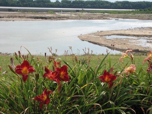 deep red daylilies, 7/09