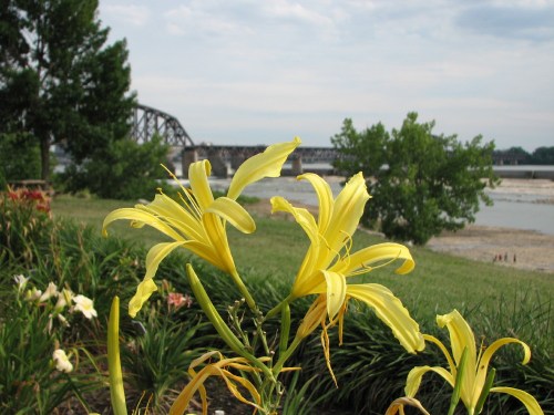 Yellow spider-lilies, 7/09