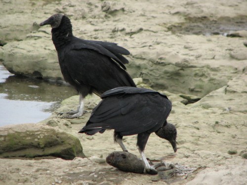 Black vultures, 7/09
