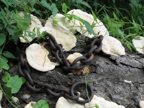 shelf fungus with chains, 7/09