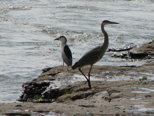 Herons at the Falls, 6/08