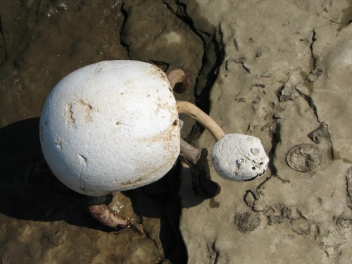 Styro-turtle in shallow pool Styro-turtle in shallow pool