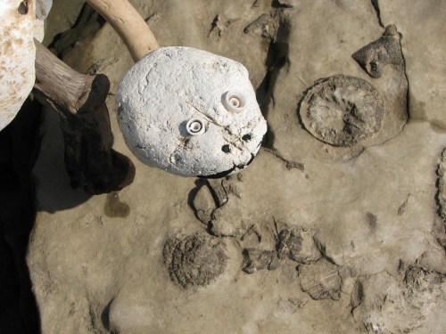 Styro-turtle head with fossils Styro-turtle head with fossils