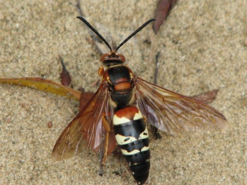 Cicada Killer, male, 8/09 Cicada Killer, male, 8/09