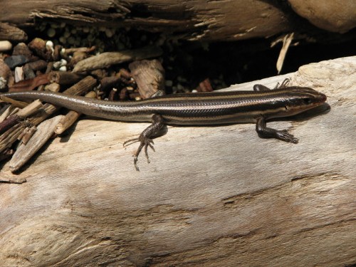 Five-lined Skink, 8/09 Five-lined Skink, 8/09