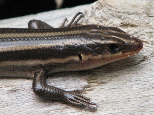 Five-lined Skink, detail, 8/09 Five-lined Skink, detail, 8/09